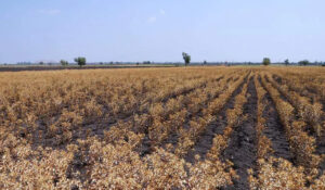 Clima adverso y plagas afectan cultivos de cártamo en el sur de Sonora; productores reportan baja producción