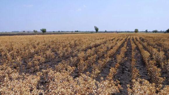 Clima adverso y plagas afectan cultivos de cártamo en el sur de Sonora; productores reportan baja producción