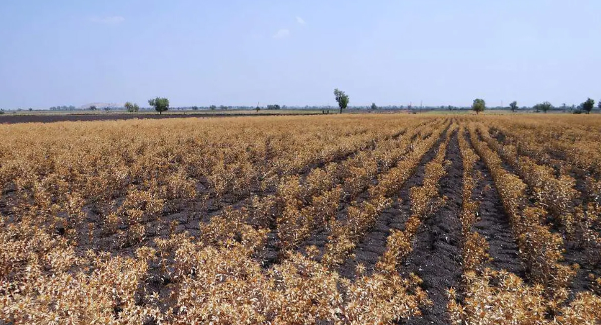 Clima adverso y plagas afectan cultivos de cártamo en el sur de Sonora