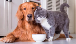 ¿Instinto de nacimiento o hábito adquirido? Conoce el motivo por el qué los perros odiarían a los gatos