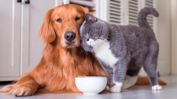 ¿Instinto de nacimiento o hábito adquirido? Conoce el motivo por el qué los perros odiarían a los gatos