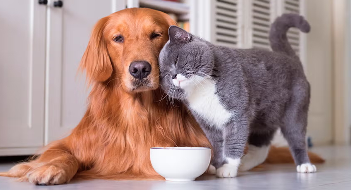 Conoce porque perros y gatos se pelean