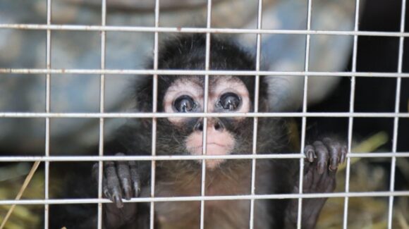 Profepa rescata dos monos araña tras denuncia de alerta sobre su posesión ilegal en Aguascalientes