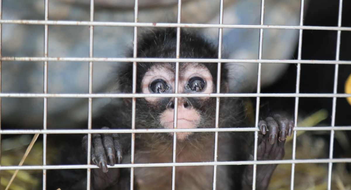 Profepa rescata dos monos araña tras denuncia de alerta sobre su posesión ilegal en Aguascalientes