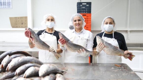 Gobierno de Sonora promueve comercialización de curvina golfica para el fortalecimiento de la economía pesquera