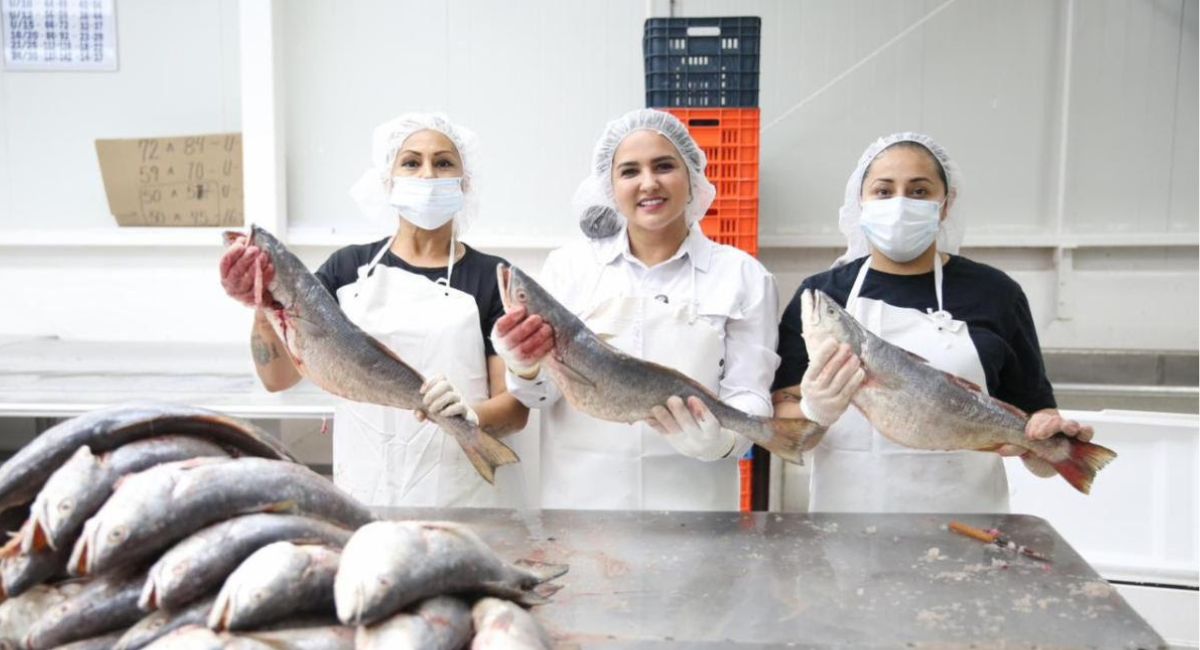 Gobierno de Sonora promueve comercialización de curvina golfica para el fortalecimiento de la economía pesquera