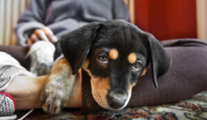 Conoce el tierno gesto que tu perro haría al recibirte en tu hogar y que estarías pasando por alto