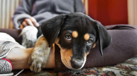 Conoce el tierno gesto que tu perro haría al recibirte en tu hogar y que estarías pasando por alto