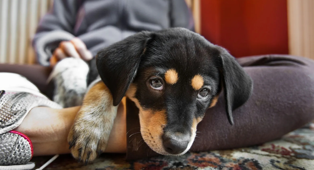 El tierno gesto de tu perro al recibirte en su hogar que no notarías