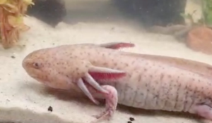 Encuentran AJOLOTE mexicano bajo puente en Reino Unido; se desconoce cómo llegó