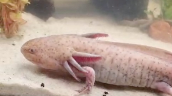 Encuentran AJOLOTE mexicano bajo puente en Reino Unido; se desconoce cómo llegó