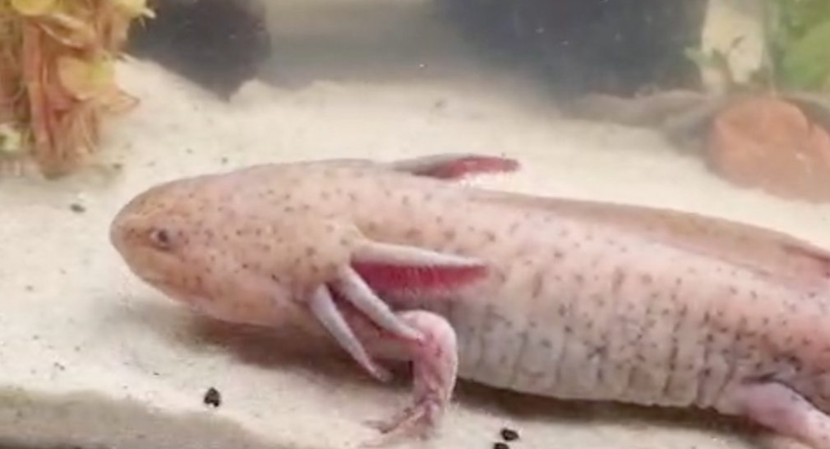 Encuentran ajolote mexicano bajo puente en Reino Unido; se desconoce cómo llegó