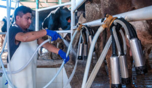 Sequía y calor golpean fuerte al sector lechero; podría desaparecer la producción en el Valle del Yaqui