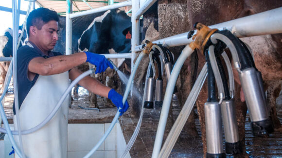 Sequía y calor golpean fuerte al sector lechero; podría desaparecer la producción en el Valle del Yaqui