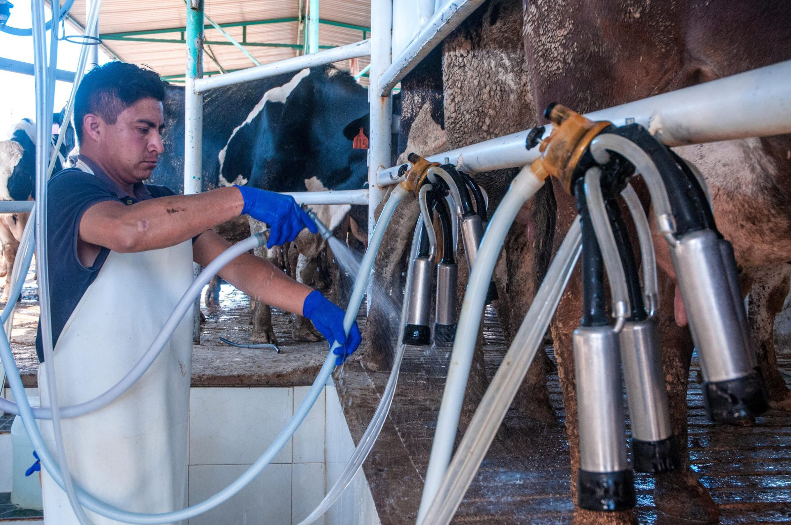 Está en riesgo de desaparecer la actividad lechera en el Valle del Yaqui