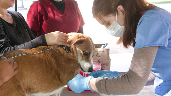 Clínica de Bienestar Animal ofrece consultas y esterilizaciones a diario para frenar sobrepoblación y abandono en Sonora