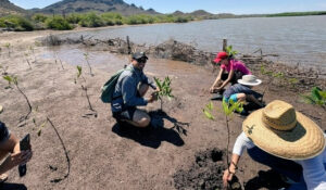 Estero El Soldado destaca como ejemplo de protección ambiental en Sonora