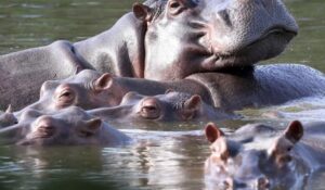 Gobierno de Colombia aprueba sacrificar a 80 hipopótamos de Pablo Escobar