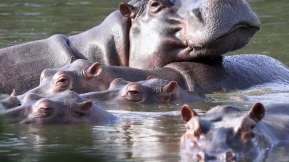 Gobierno de Colombia aprueba sacrificar a 80 hipopótamos de Pablo Escobar