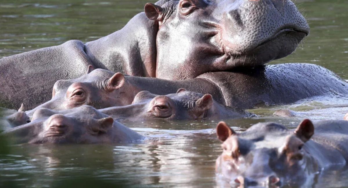 Gobierno de Colombia aprueba sacrificar a 80 hipopótamos de Pablo Escobar