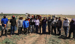 Sagarhpa y productores fortalecen la agricultura de alto valor en Valle de San Luis Río Colorado