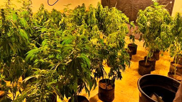 Desmantelan invernadero de marihuana al norte de Sonora; aseguran un total de 221 plantas