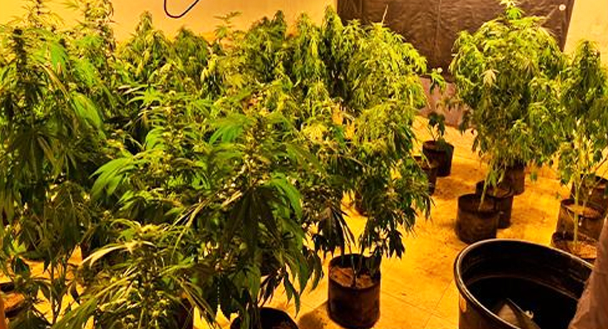 Las plantas de marihuana decomisadas durante el cateo