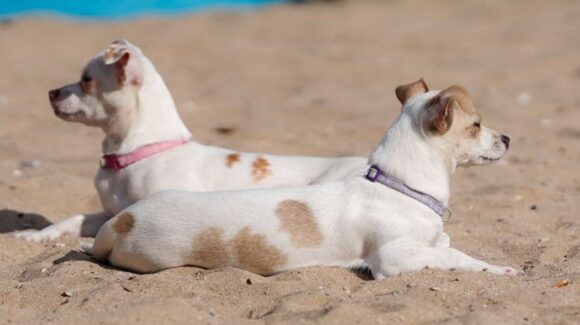 Inician hoy jornadas de esterilización para mascotas en Hermosillo; aquí los HORARIOS y DETALLES