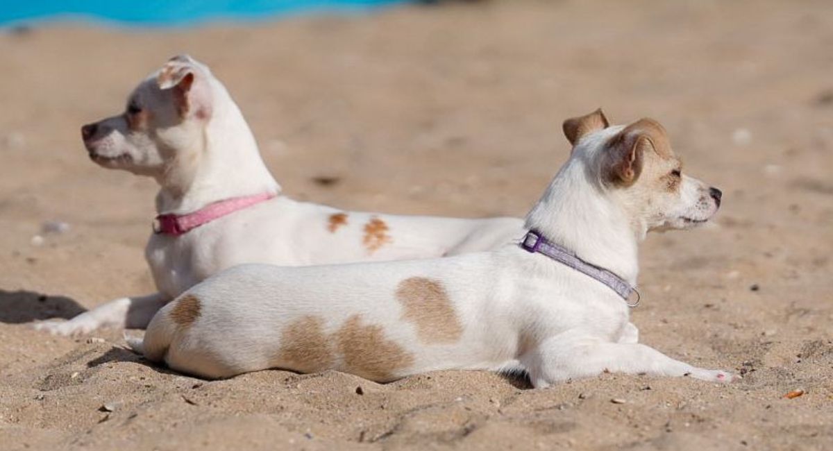 Inician hoy jornadas de esterilización para mascotas en Hermosillo