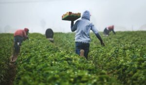 Reforma laboral otorgará seguridad social a 80% de jornaleros agrícolas en México