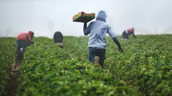 Reforma laboral otorgará seguridad social a 80% de jornaleros agrícolas en México