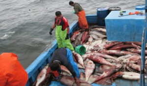 Baja captura y precio del calamar afectan a cooperativas pesqueras en Guaymas y Empalme