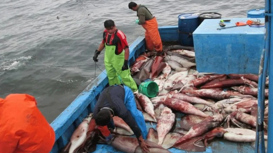 La captura de calamar en el sur de Sonora ha sido escasa