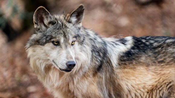 Se reintroduce en la Sierra Madre Occidental de Durango el Lobo Mexicano