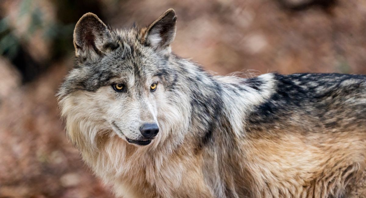 La reintroducción en la Sierra Madre Occidental de Lobo Mexicano en Durango