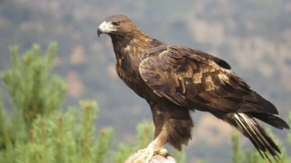 Localizan nuevo territorio de anidación de Águila Real en Coahuila: Conanp
