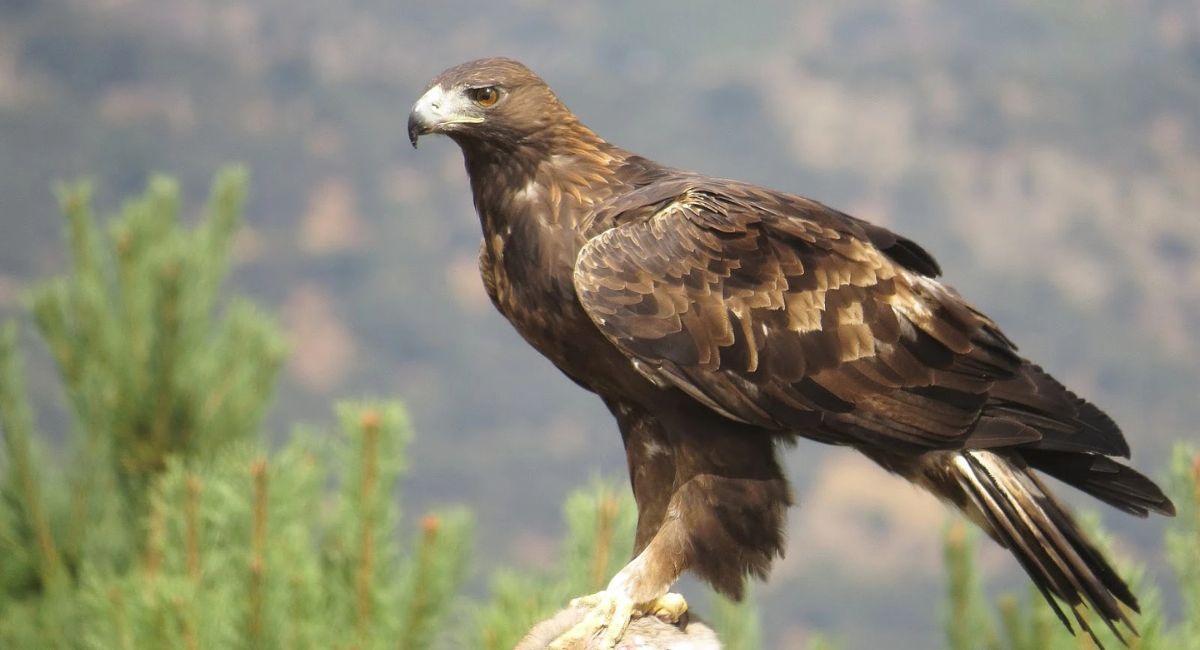 Localizan nuevo territorio de anidación de Águila Real en Coahuila: Conanp