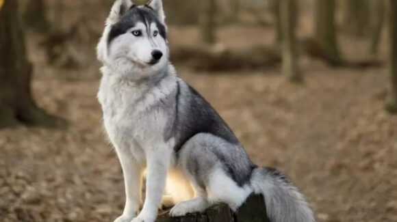 Evita envenenar a tu perro con su alimentación: Estos son los peores alimentos para tu mascota