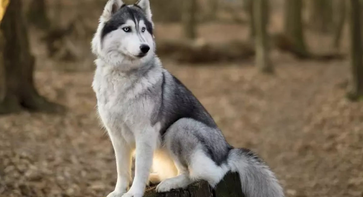 Los peores cinco alimentos para tus perros