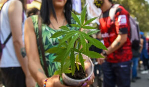 Día Mundial de la Marihuana: ¿De dónde surgió esta celebración y por qué se conmemora?
