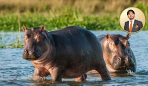 Multimillonario de la India ofrece rescatar 80 hipopótamos del narco colombiano Pablo Escobar