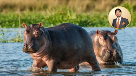 Multimillonario de la India ofrece rescatar 80 hipopótamos del narco colombiano Pablo Escobar