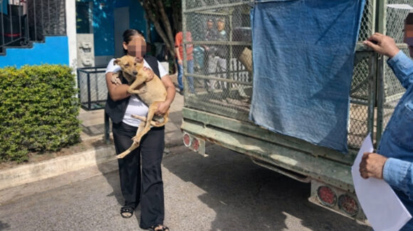 Fiscalía rescata a dos perros tras reporte de abandono en Ciudad Obregón; investigan al dueño