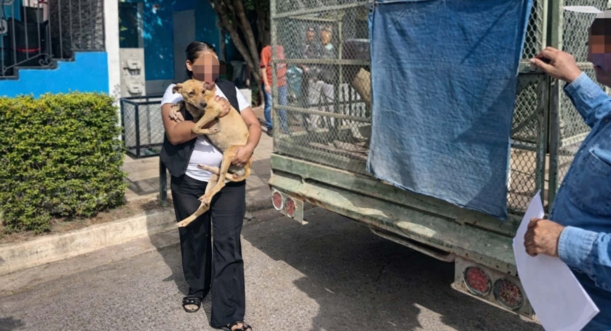 Los dos caninos fueron trasladados a un refugio de animales