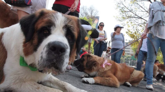 El Ayuntamiento de Hermosillo busca capturar a los perros agresores del Cerro Johnson