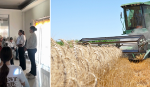 Productores agrícolas buscan eficientar la trilla de trigo en la región de Fuerte Mayo