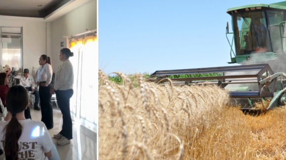 Productores agrícolas buscan eficientar la trilla de trigo en la región de Fuerte Mayo