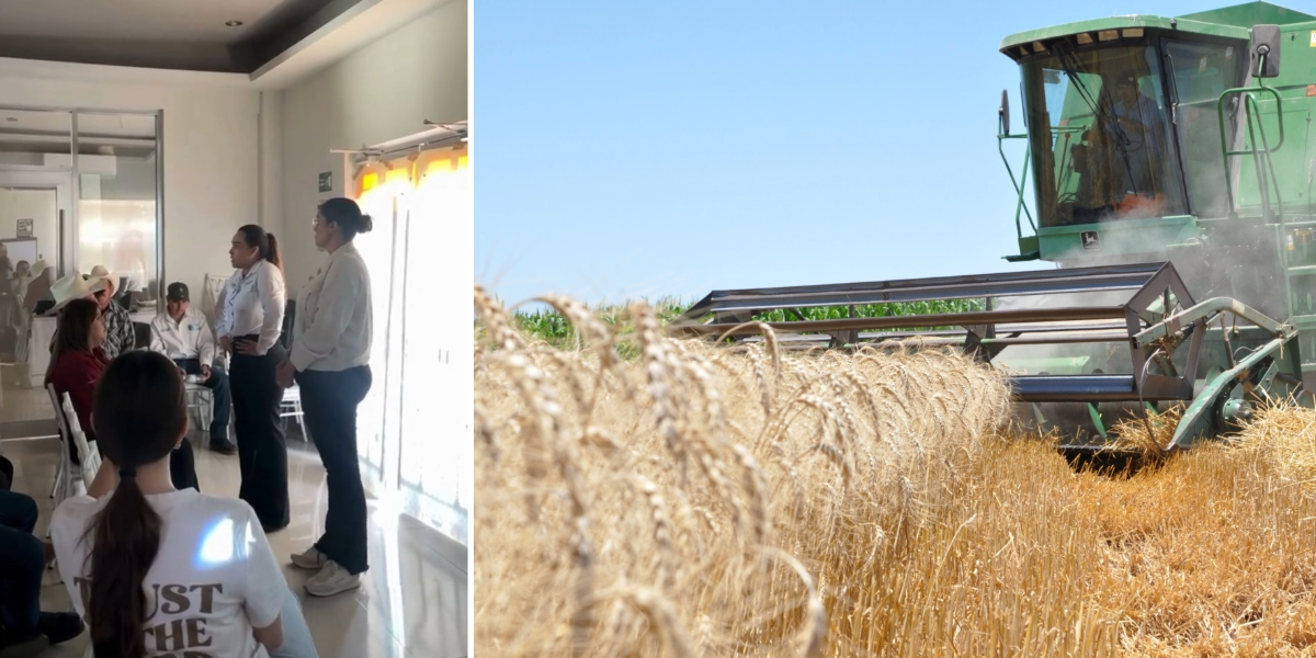 Productores agrícolas buscan eficientar la trilla de trigo en la región de Fuerte Mayo