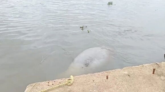 Profepa atiende varamiento de manatí hallado sin vida en Veracruz