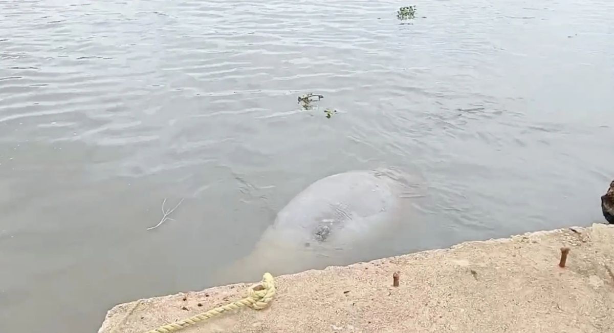 Profepa atiende varamiento de manatí hallado sin vida en Veracruz